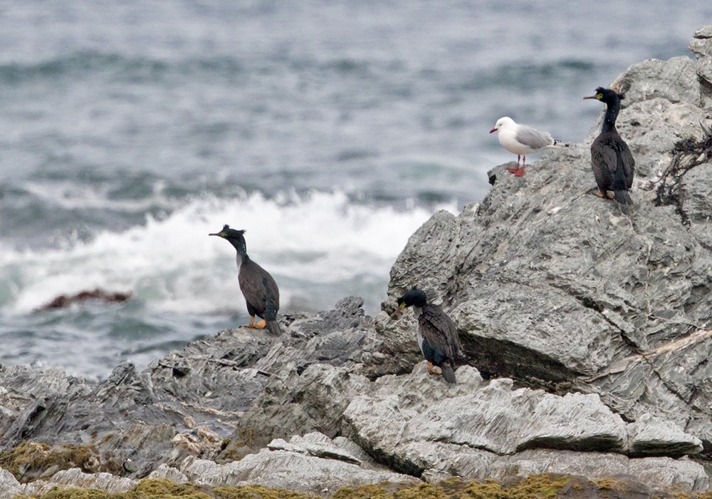 Pitt Island Shag - ML206001291