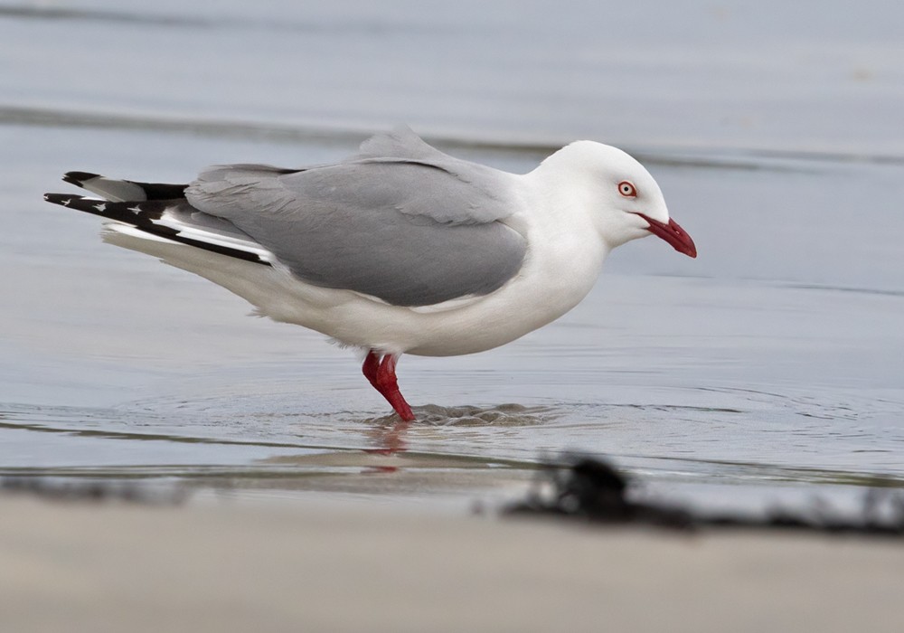 Silver Gull (Red-billed) - ML206001361