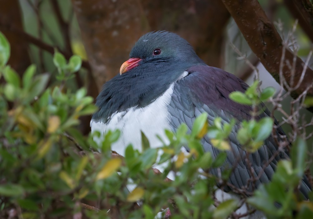 Chatham Island Pigeon - Lars Petersson | My World of Bird Photography