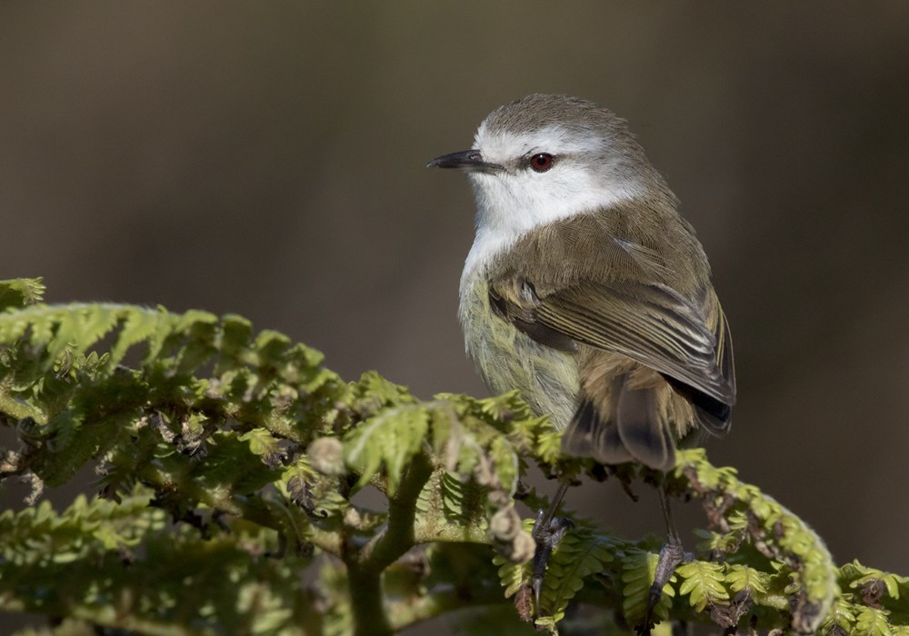 Chatham Island Gerygone - ML206001401