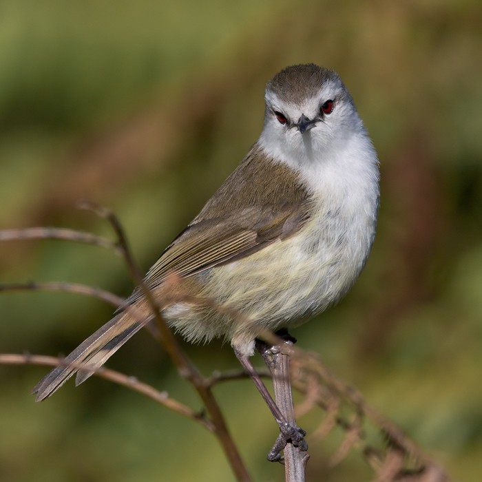 Chatham Island Gerygone - ML206001431