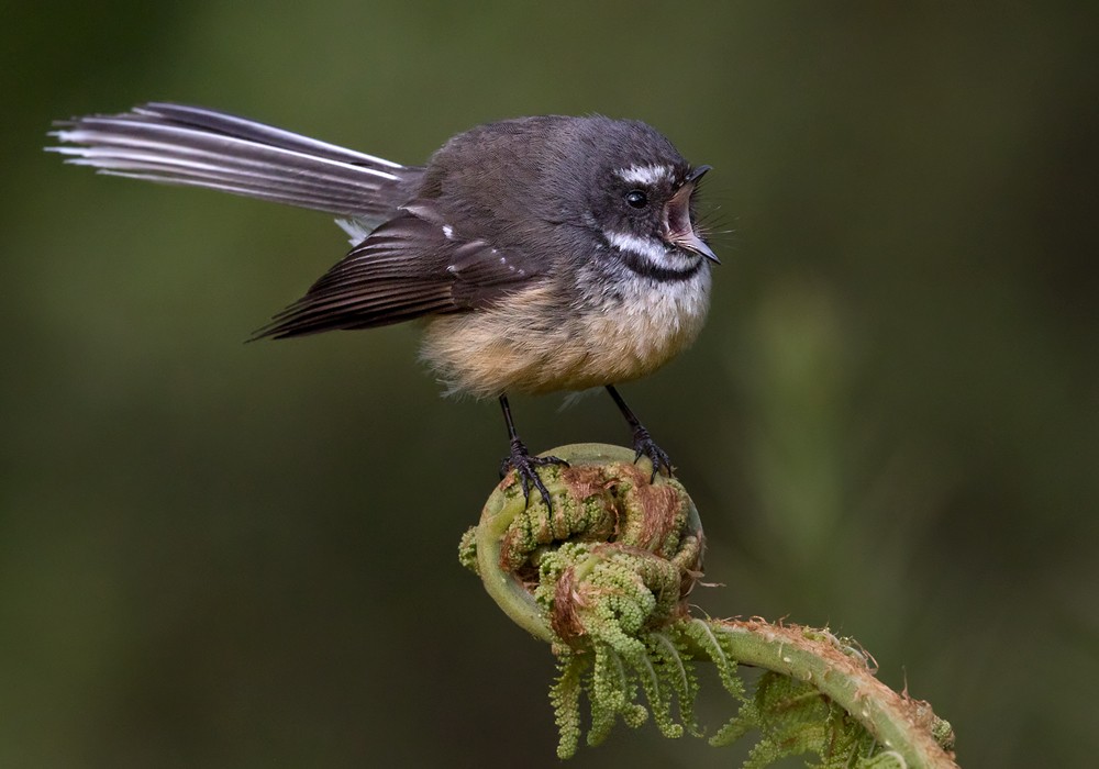 New Zealand Fantail - ML206001481