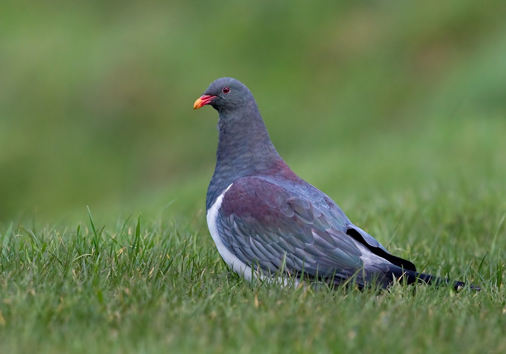 Chatham Island Pigeon - ML206001491