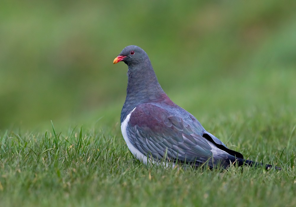 Chatham Islands Pigeon - ML206001491