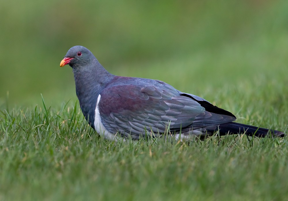 Chatham Island Pigeon - Lars Petersson | My World of Bird Photography