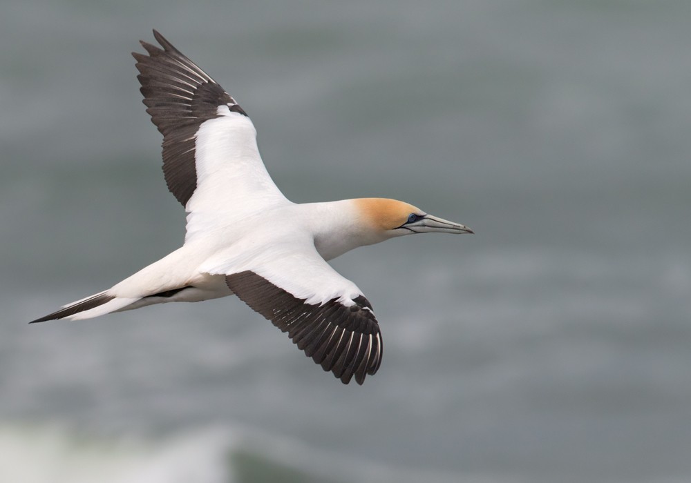 Australasian Gannet - ML206001671