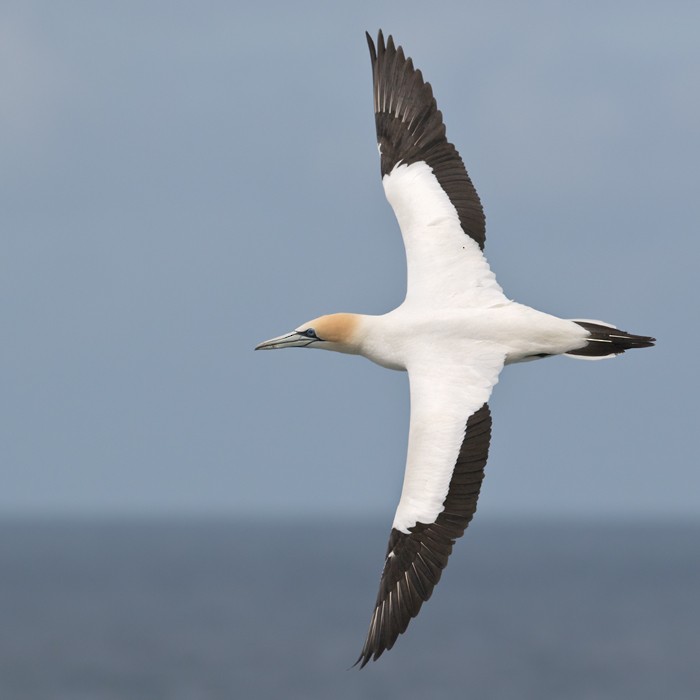 Australasian Gannet - ML206001701