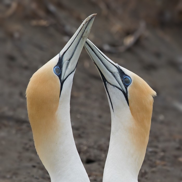 Australasian Gannet - ML206001711