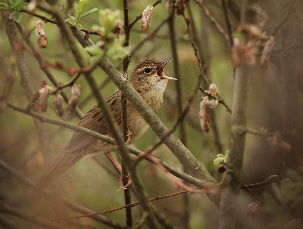 Common Grasshopper Warbler - ML206001931