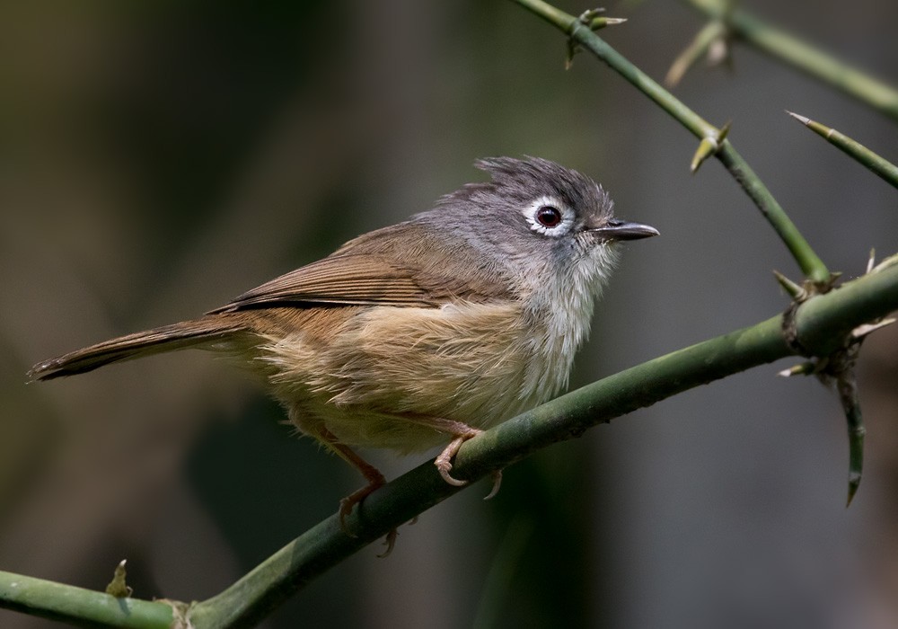 Morrison's Fulvetta - ML206002111