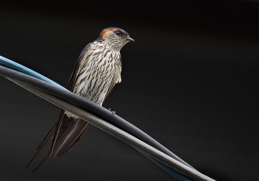 Eastern Red-rumped Swallow (Striated) - ML206002181