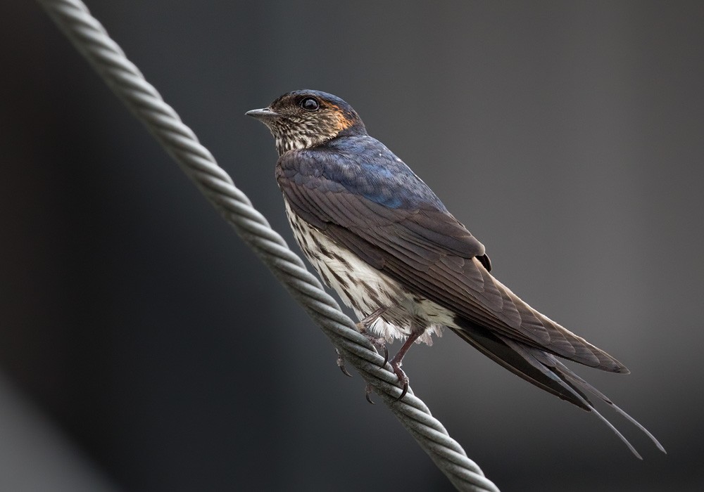 Eastern Red-rumped Swallow (Striated) - ML206002191
