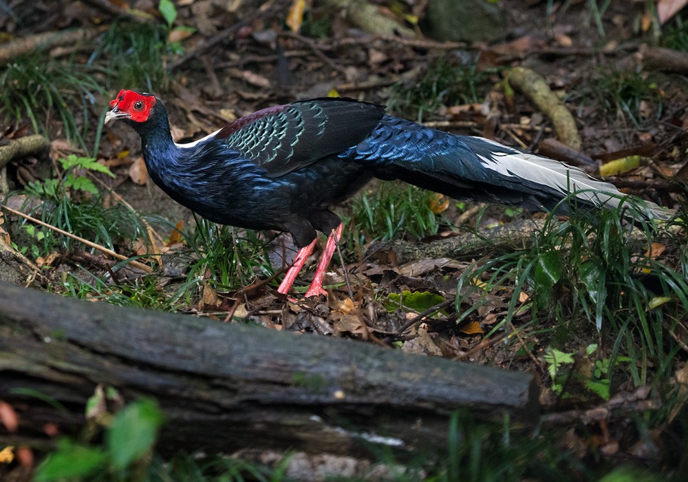 Swinhoe's Pheasant - ML206002251