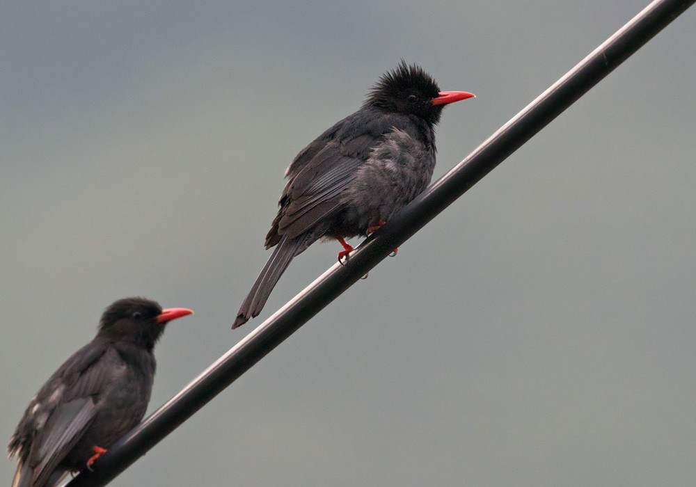 Black Bulbul (Gray-winged) - ML206002261