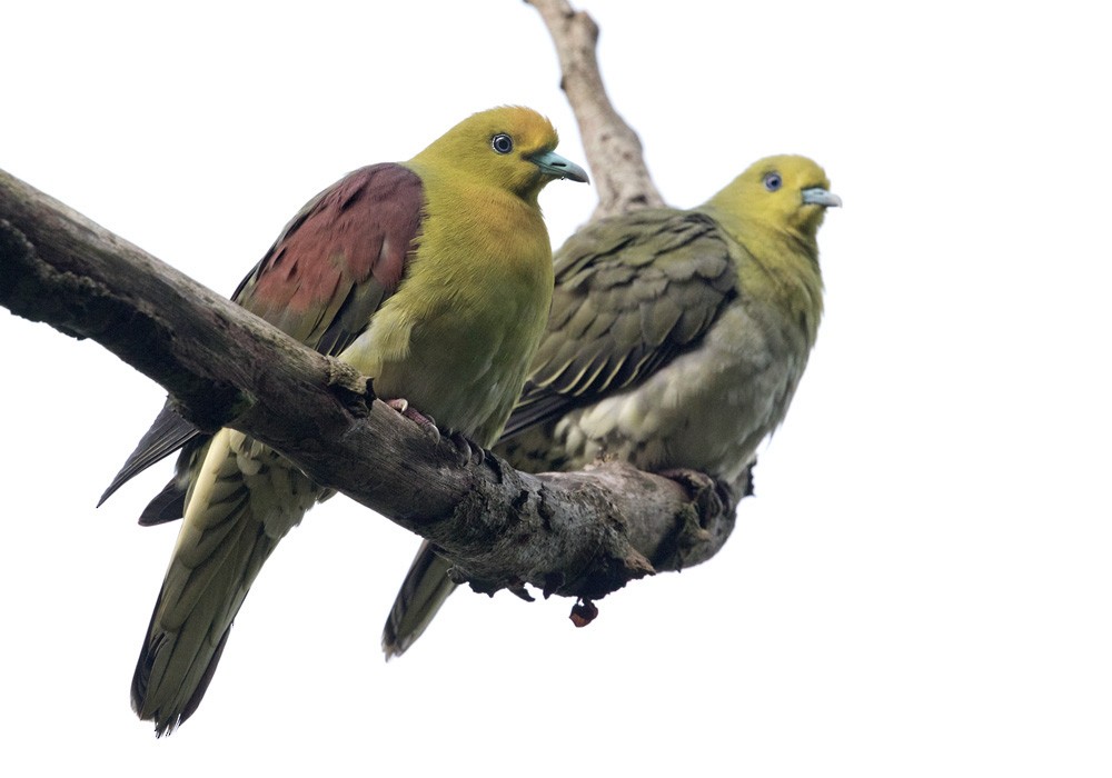 White-bellied Green-Pigeon - ML206002361