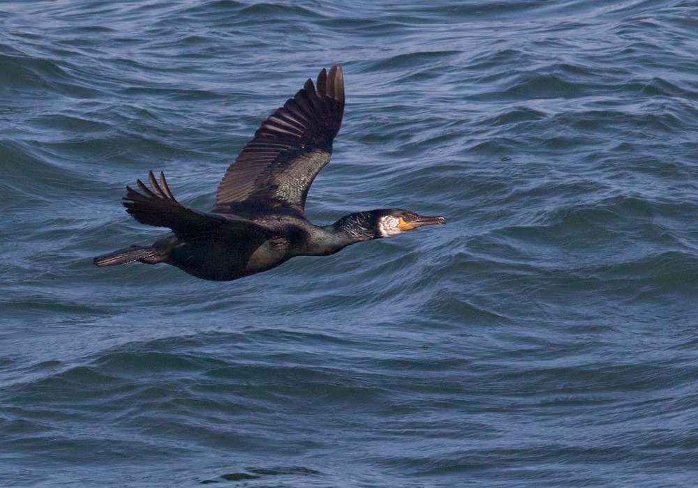 Japanese Cormorant - ML206002391