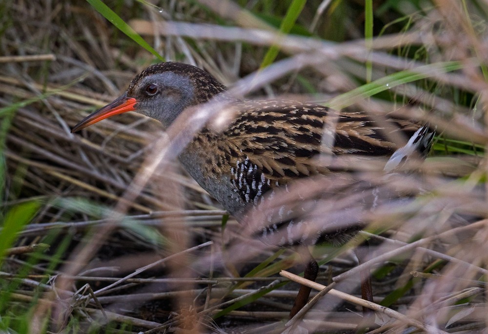 Brown-cheeked Rail - ML206002511