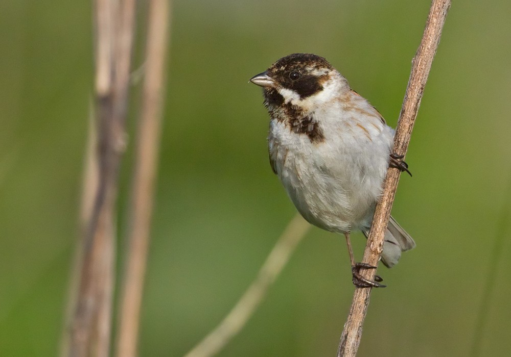 Reed Bunting - ML206002561