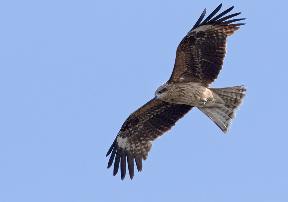 Black Kite (Black-eared) - ML206002631