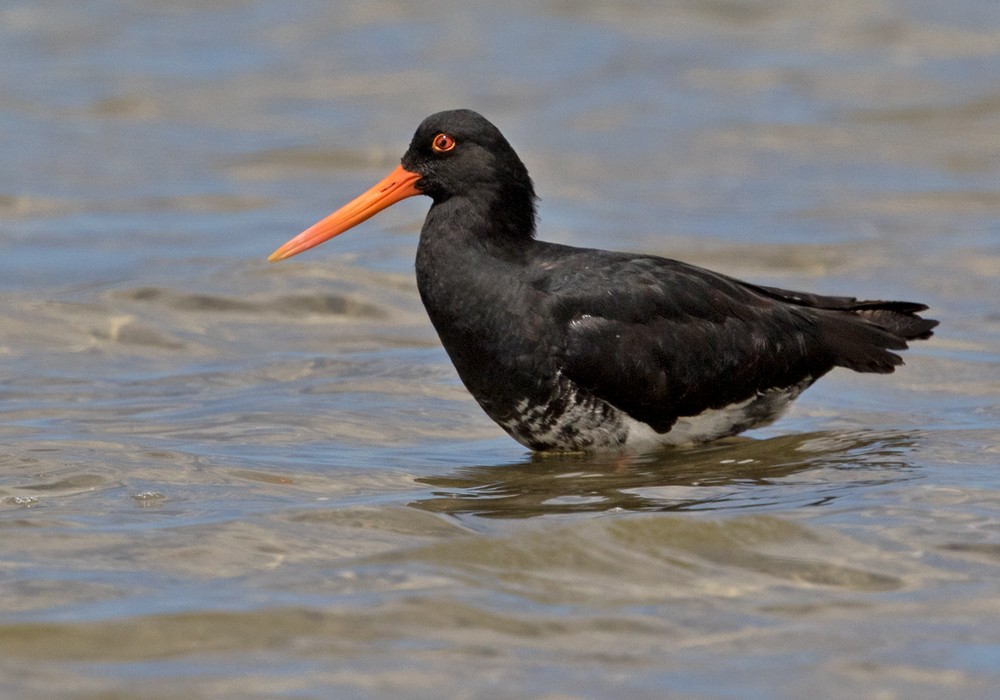 Variable Oystercatcher - Lars Petersson | My World of Bird Photography