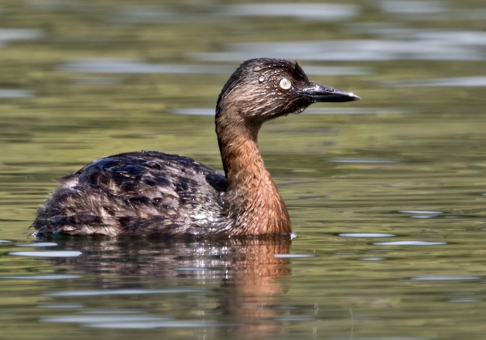 New Zealand Grebe - ML206002701