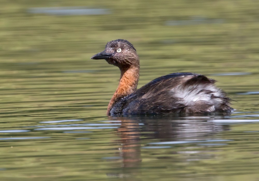 New Zealand Grebe - ML206002711