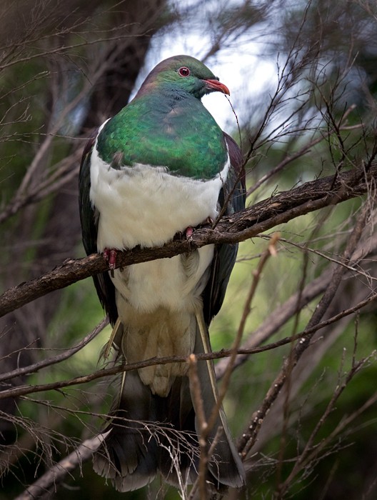 New Zealand Pigeon (New Zealand) - ML206002801