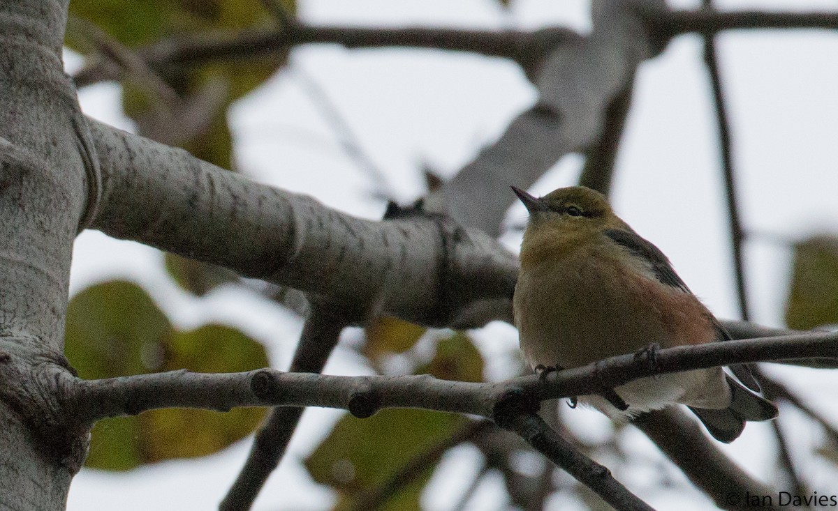 Bay-breasted Warbler - ML20600281