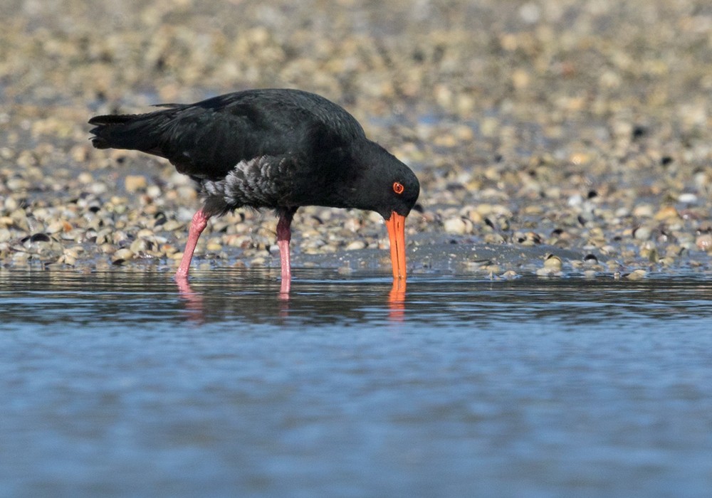 Variable Oystercatcher - Lars Petersson | My World of Bird Photography