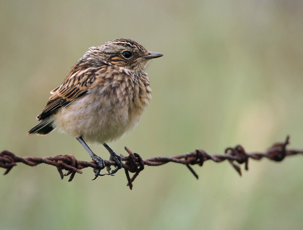 Whinchat - Lars Petersson | My World of Bird Photography