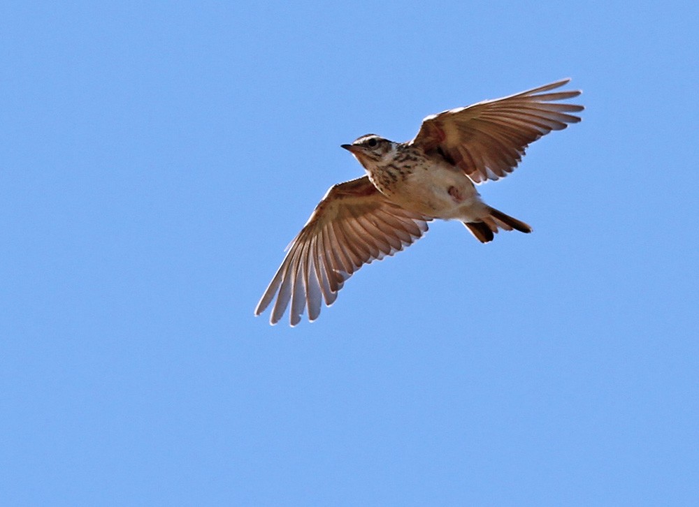 Wood Lark - Lars Petersson | My World of Bird Photography