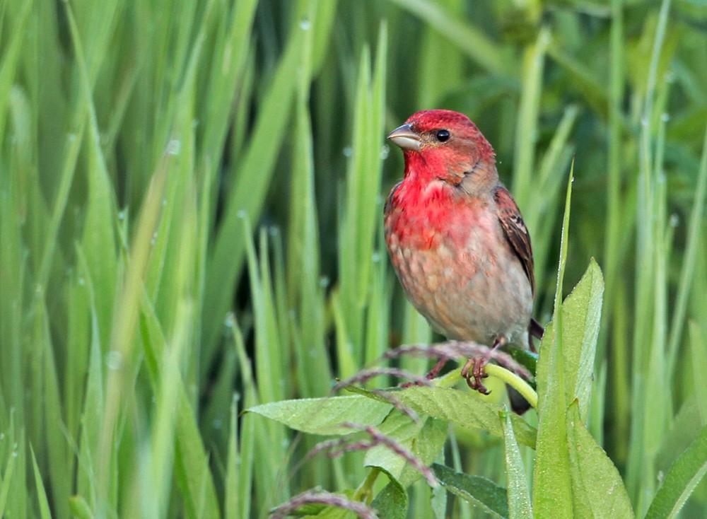 Common Rosefinch - ML206003521