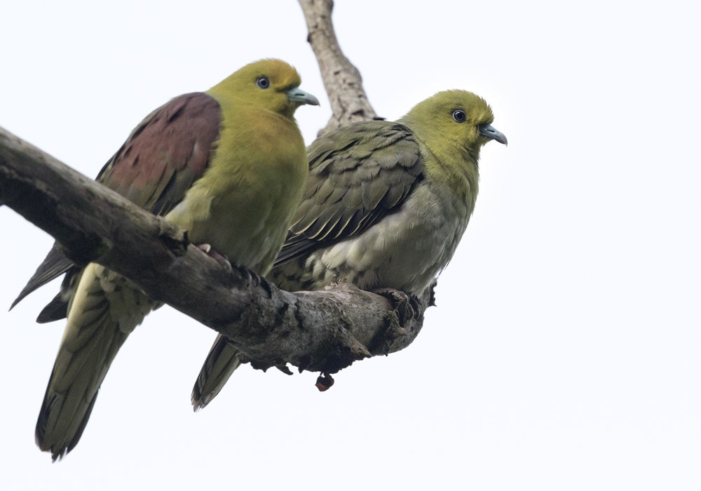 White-bellied Green-Pigeon - ML206003531