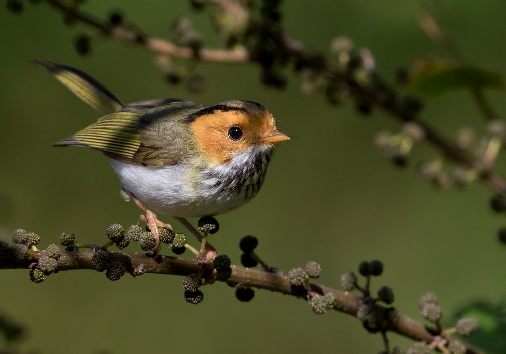 Rufous-faced Warbler - Lars Petersson | My World of Bird Photography