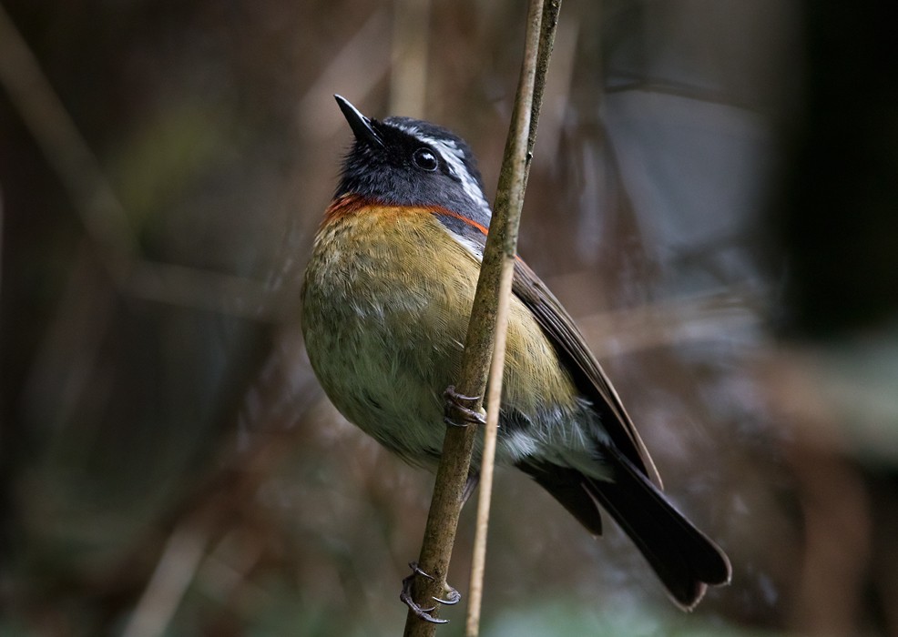Taiwanblauschwanz - ML206003571