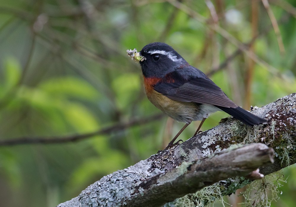 Taiwanblauschwanz - ML206003601