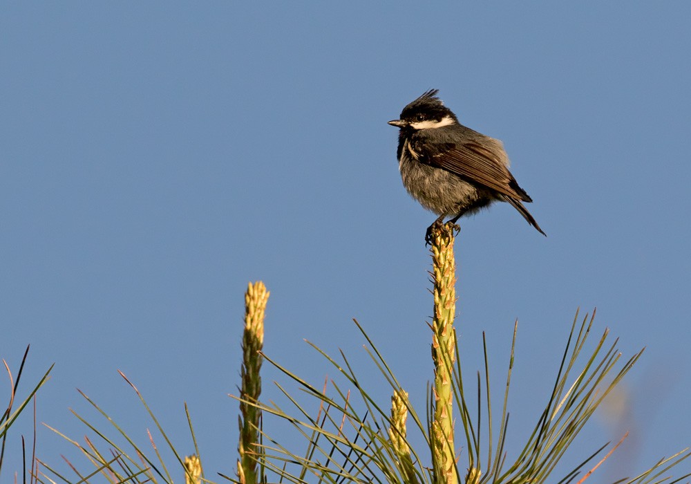 Coal Tit (Chinese) - ML206003671