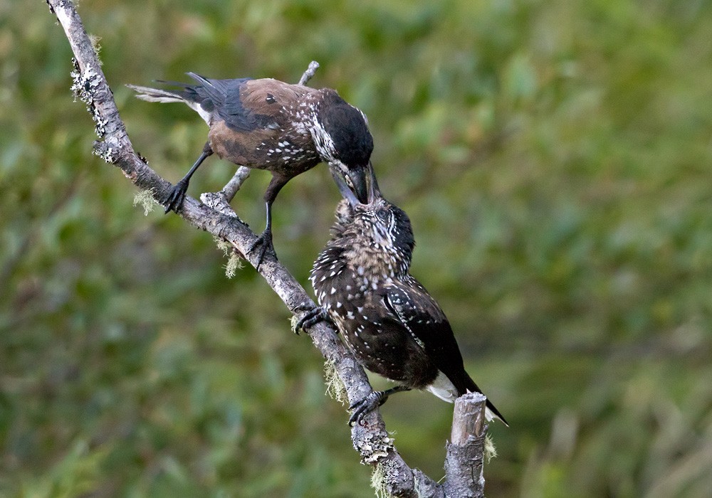 Eurasian Nutcracker (Southern) - ML206003681