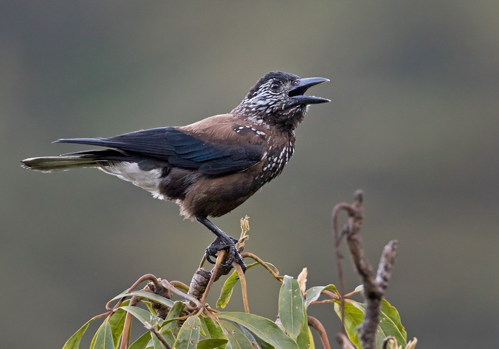 Eurasian Nutcracker (Southern) - ML206003691