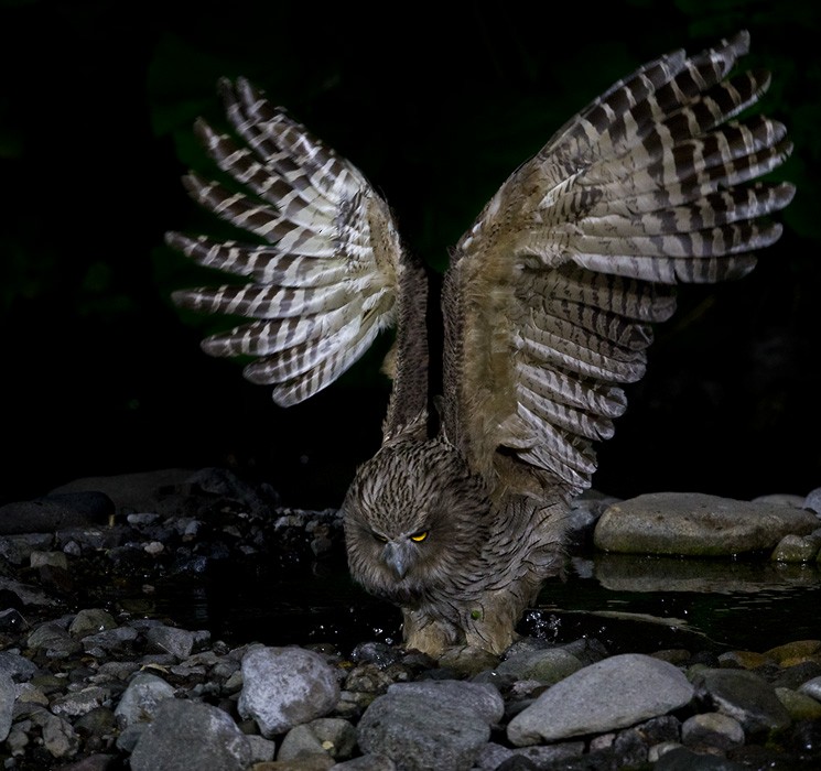 Blakiston's Fish-Owl - Lars Petersson | My World of Bird Photography