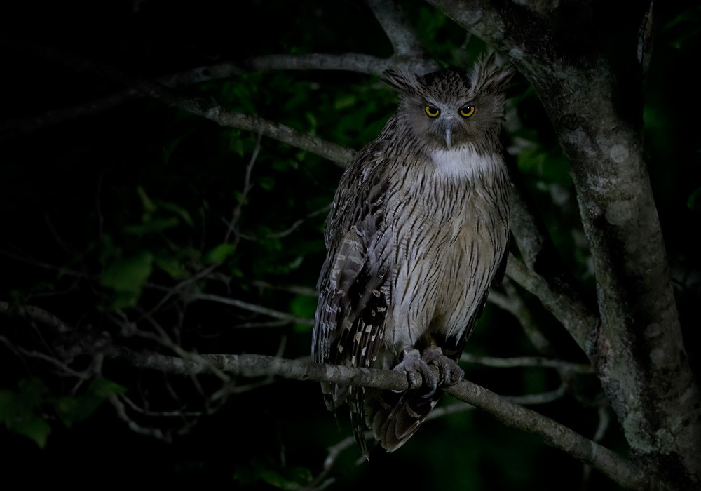 Blakiston's Fish-Owl - Lars Petersson | My World of Bird Photography