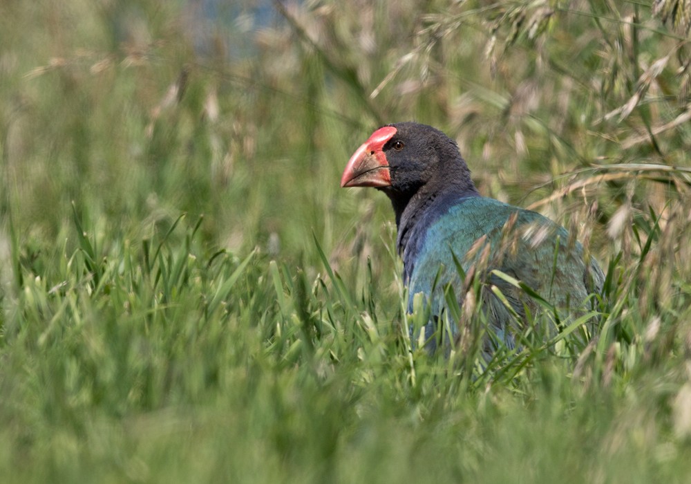 South Island Takahe - ML206004131