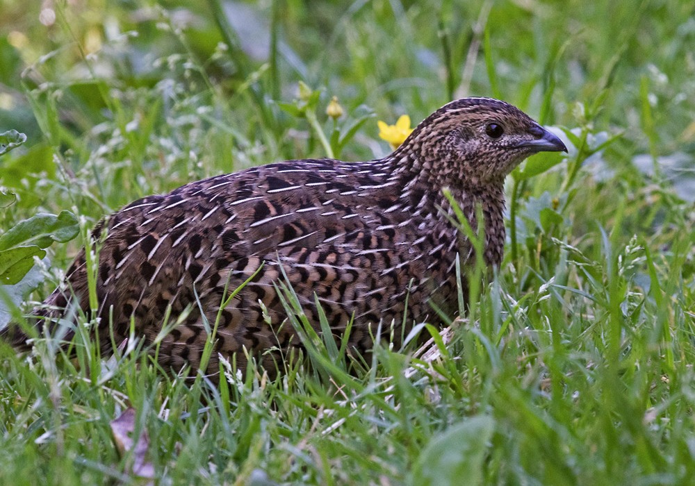 Brown Quail - ML206004181