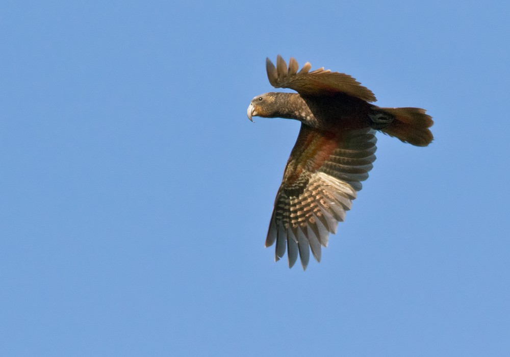 New Zealand Kaka - ML206004231