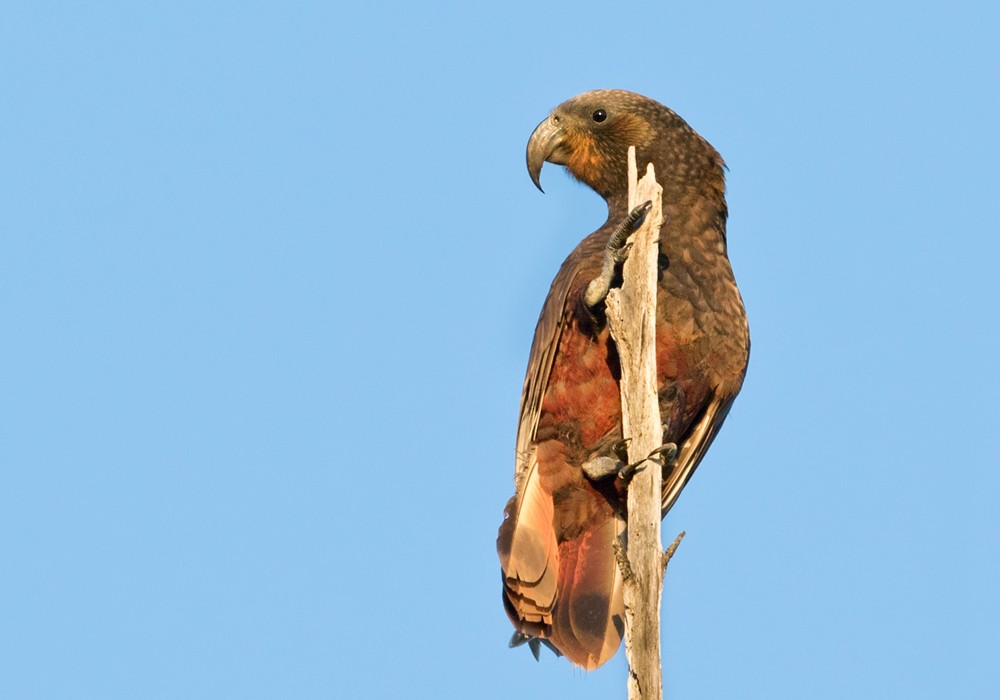 New Zealand Kaka - ML206004251