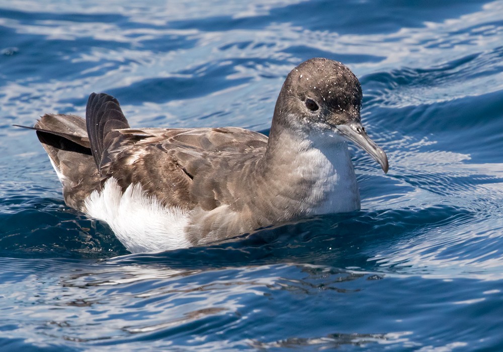 Fluttering Shearwater - ML206004501