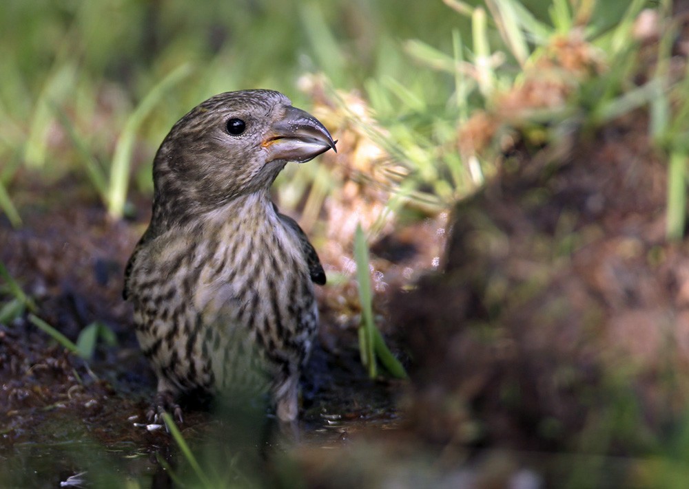 Parrot Crossbill - ML206004661