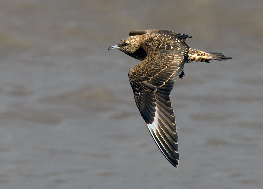 Parasitic Jaeger - Lars Petersson | My World of Bird Photography