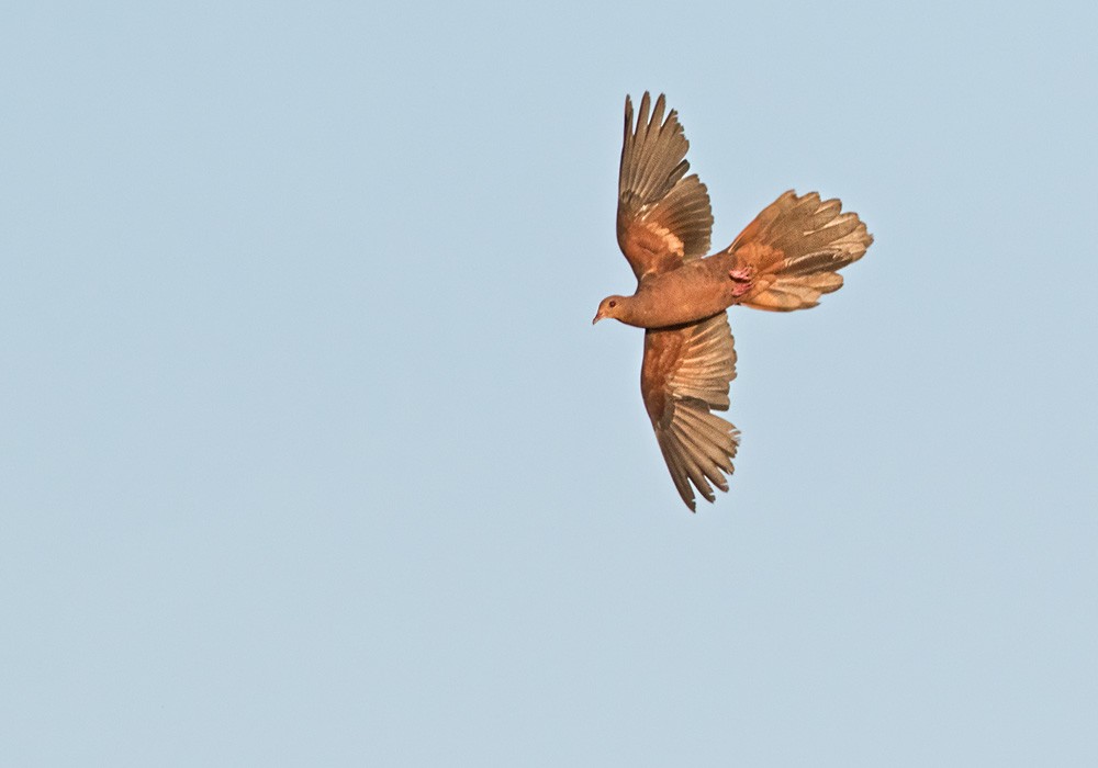 Philippine Cuckoo-Dove - ML206005091