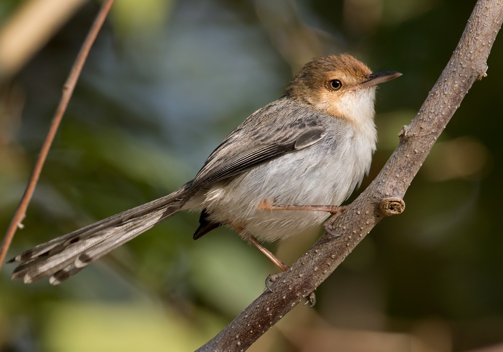 Sao Tome Prinia - Lars Petersson | My World of Bird Photography